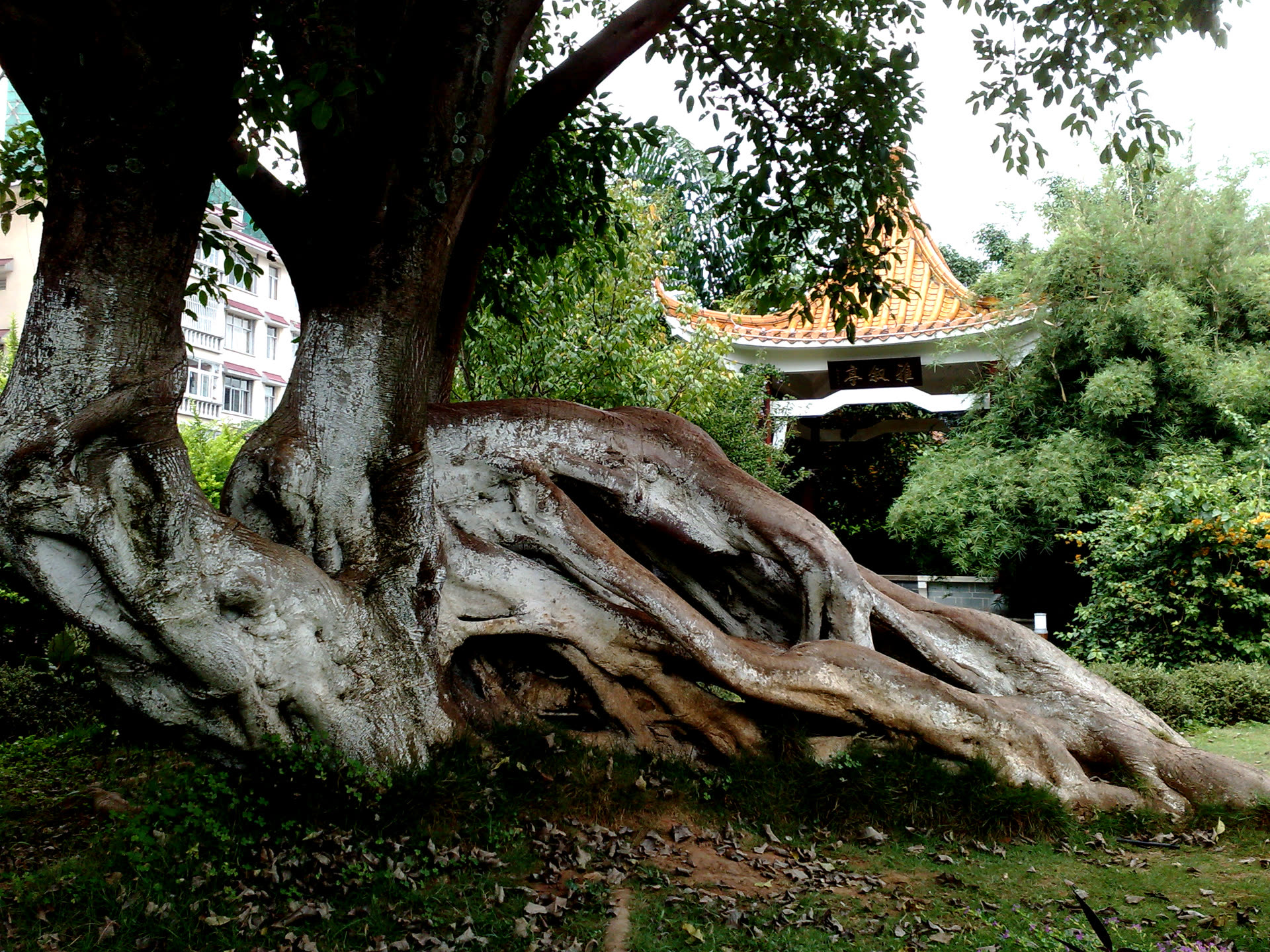 普洱思茅中心—湿地公园代表性实拍参考